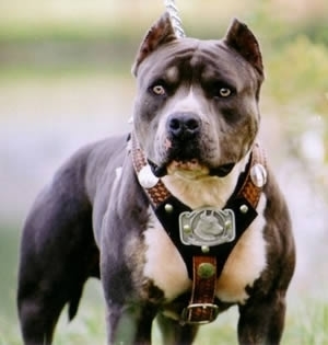 Pitbull Dog Mean-Looking Pitbull