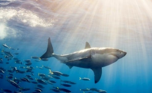 fish-mexico-great-white-shark--485x728 (640x391)