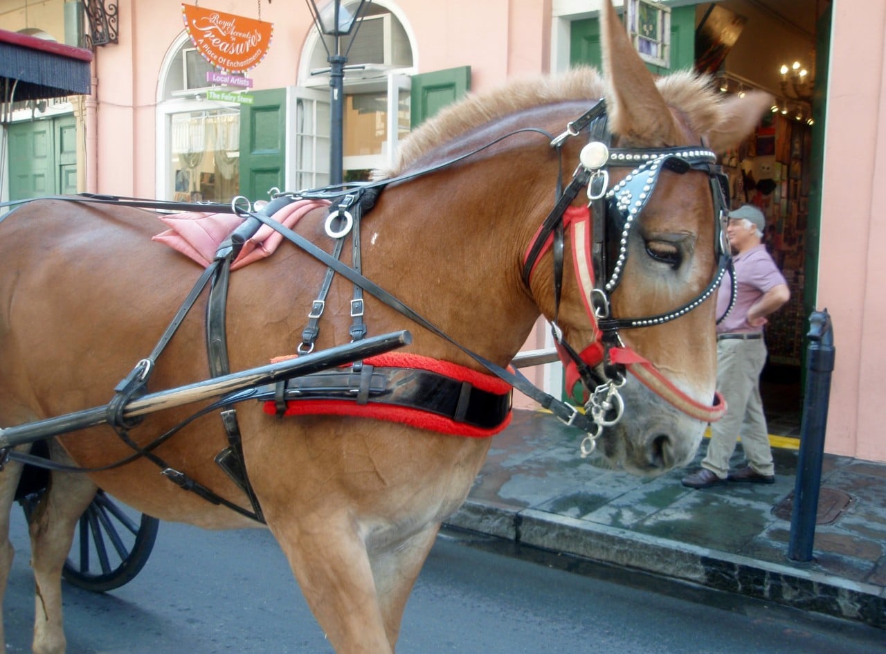 new-orleans-carriage-ride