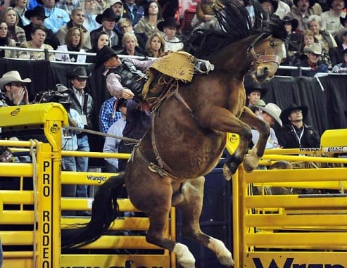 national-finals-rodeo