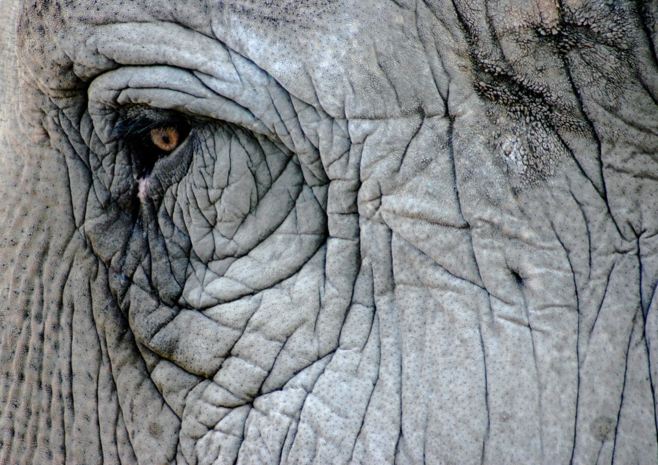 elephant-eye