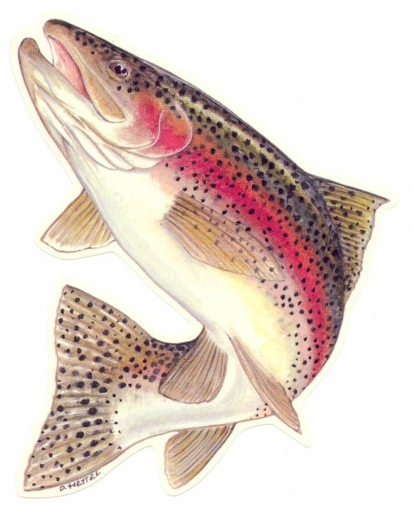 Rainbow_Trout