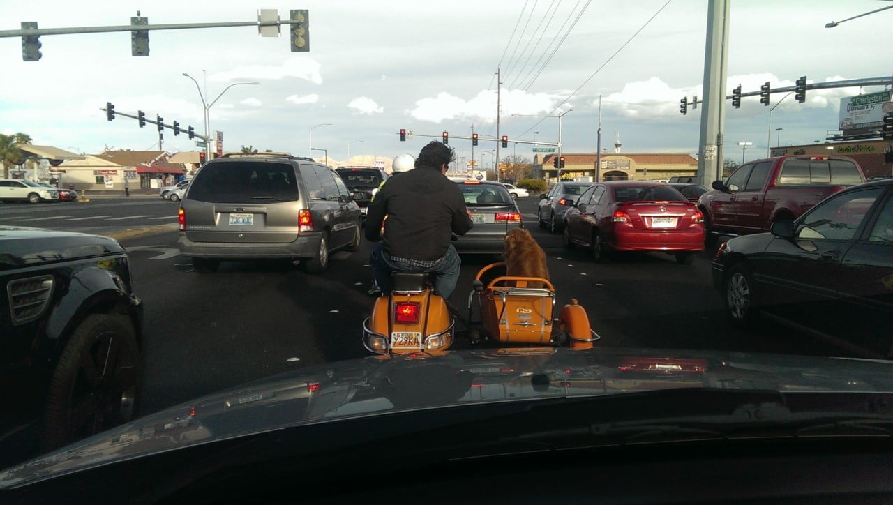 dog-on-motorcycle