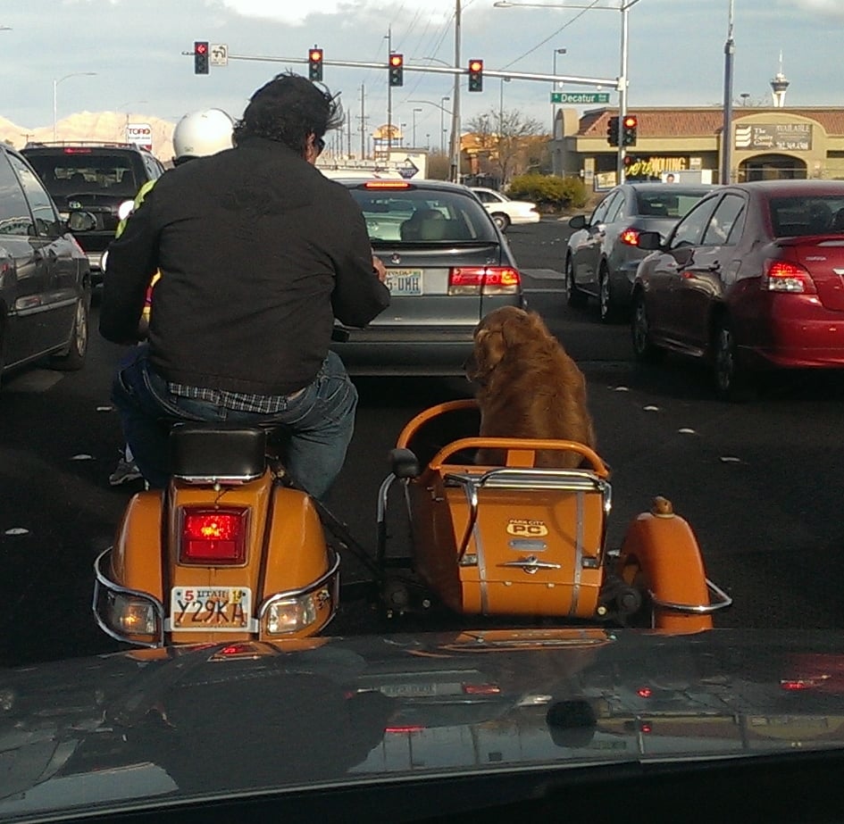 dog-on-motorcycle