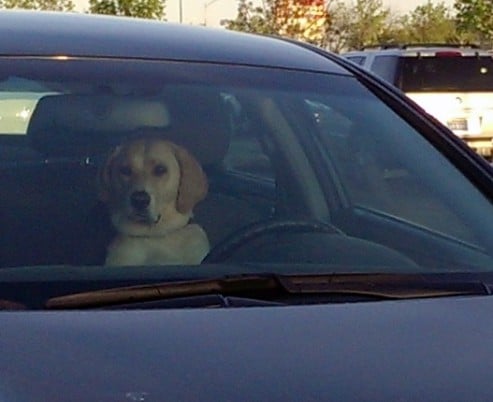 driving-dog (527x430)