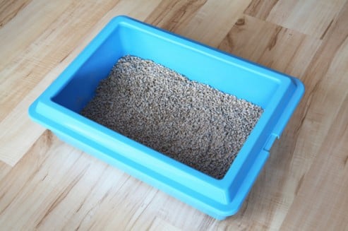 cat-litter-box