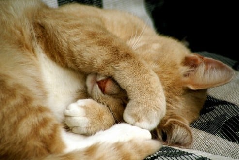 1358128716_207d17a2f4