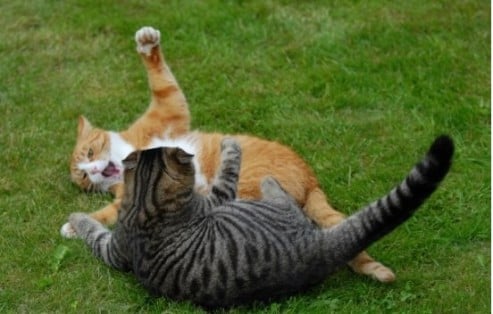 Cat-Fight7