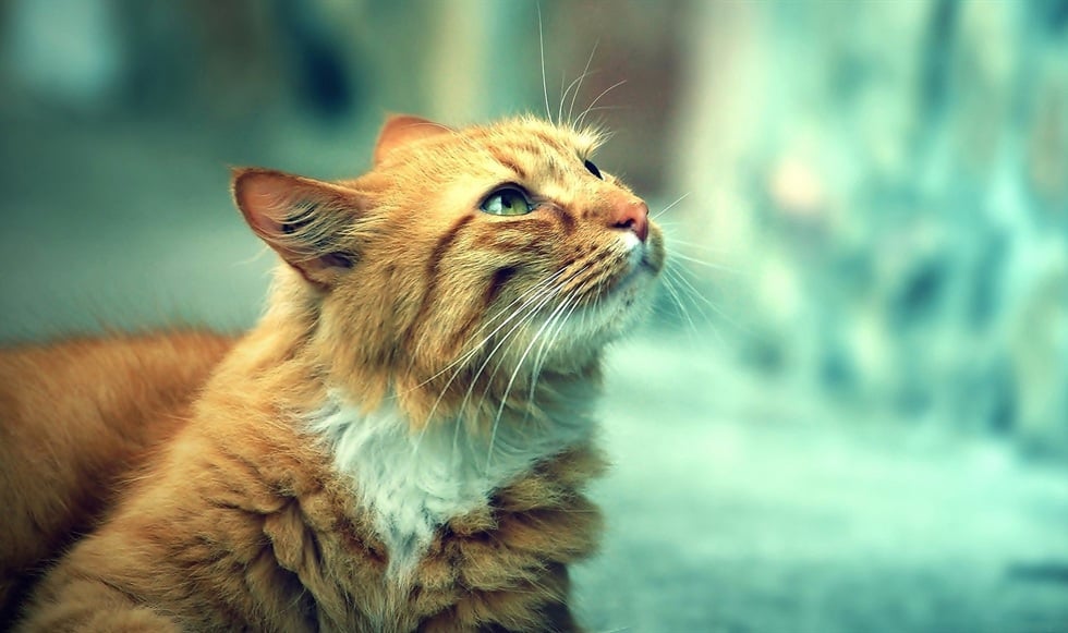 cute-orange-cat-looking-up-preview